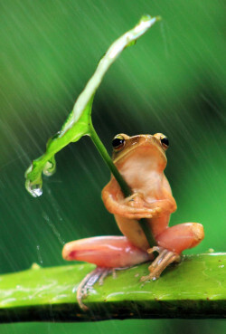 frog in the rain